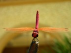 Libellula Libellula
