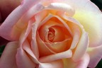 particolari di una rosa particolari di una rosa