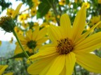 yellow yellow