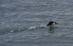 husavik,islanda, puffin in partenza per il decollo.......foto fatta a bordo di una barca x avvistamenti balene e affini...