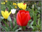 Tulipani Tulipani