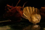 dalì dalì