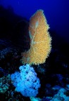 Gorgonia profonda Gorgonia profonda