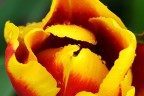 Tulip Tulip