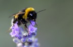 Bombo su lavanda Bombo su lavanda