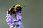 Bombo su lavanda