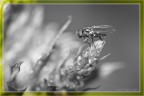 mosca in BW mosca in BW