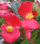 Due fiori di begonie rosse. Due fiori di begonie rosse.