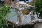 Riflesso Riflesso