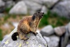 marmotta marmotta