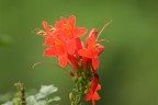 Red Flower Red Flower