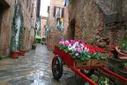 Carro di fiori a buonconvento Carro di fiori a buonconvento