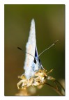 Su 2 fiori appassiti