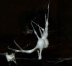 Ibernazione Ibernazione