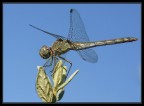 dragonfly in the sky dragonfly in the sky