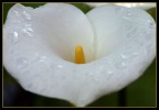 Calla dopo la pioggia Calla dopo la pioggia