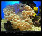 Acquarium Acquarium