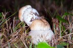 Funghi in ...... condominio!. Funghi in ...... condominio!.