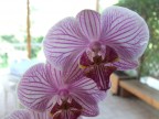 orchidea orchidea