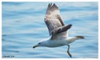 in volo... in volo...