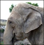 Pensate che io sia vecchio e stanco? Pensate che io sia vecchio e stanco?