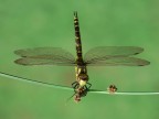 Libellula Libellula