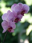 orchid orchid