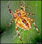 Ragnetto di montagna Ragnetto di montagna