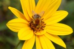 Nel fiore Nel fiore