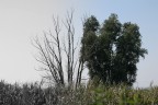 Selezione naturale Selezione naturale