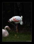 Fenicotteri 2 Fenicotteri 2