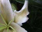 Dove sono i miei pistilli?