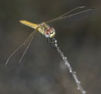 Libellula Libellula