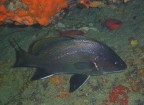 Corvina Corvina