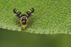 mosca formica, che ?

mano f9 1/60 iso 400 flash