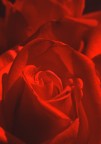rosa rossa..... rosa rossa.....