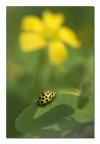 Giallo e più Giallo Giallo e più Giallo