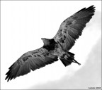 controluce controluce