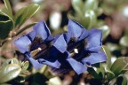 Gentiana kochiana Gentiana kochiana