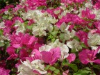 fiori fiori