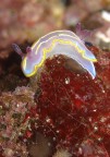 Chromodoris krohni Chromodoris krohni