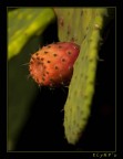 Prickly Pear Prickly Pear