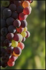 i colori dell'uva i colori dell'uva