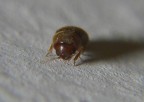 Non so il nome di qesto insetto, stava vicino al muro, ed era piccolissimo al massimo 2 mm,  stato difficile immortalarlo.