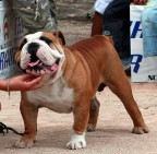 mi pese la testa!!!! mi pese la testa!!!!