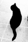 le chat noir le chat noir