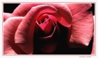 La rosa rossa La rosa rossa