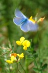 In volo