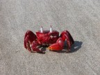 Granchio rosso Granchio rosso