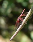 Libellula Rossa Libellula Rossa